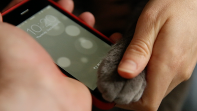 Разблокировать iPhone 5s можно и с помощью кошачьей лапки 